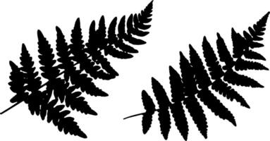 Fern leaf silhouette isolated foliage elements clip art leaf shape set vector