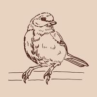 Titmouse. Hand drawn illustration. vector