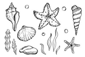 Seashells illustration collection. Underwater Shells and Starfish on outline style. Set Drawing of mollusk in simple linear style. Underwater world line art for design label, postcards vector