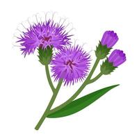 Flat style illustration of ironweed flower, also called vernonia, isolated on white background. vector
