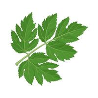 Illustration of Angelica keiskei, commonly known by its Japanese name ashitaba, literally tomorrow's leaf, isolated on white. vector