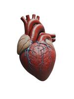 Render 3D del corazón humano foto