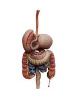 3d Render of Digestive System photo
