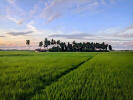 Lush green paddy field stretching across the landscape, with well-defined rows of rice plants. In the background, a line of tall coconut palm trees stands against the sky photo