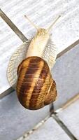 a close-up of a snail, crawling on a light-colored, textured surface, The snail's shell features a glossy, brown hue with darker, spiral bands photo
