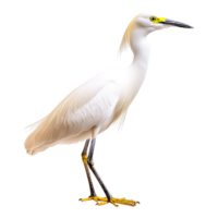 Elegant Snowy Egret in Natural Habitat by Tranquil Water Edge png