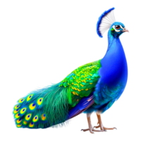 Vibrant Peacock Displaying Colorful Feathers in Natural Setting png