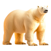 Majestic Polar Bear Standing on Solid Ground in Natural Habitat png