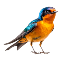 Vibrant Blue and Orange Bird Perched on a Branch with Detail png
