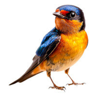 Colorful Bird on a Branch with Clear Blue png
