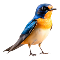 Vibrant Small Bird with Blue and Orange Feathers in Natural Light png