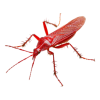 Close-Up View of Bright Red Insect with Intricate Details and Features png