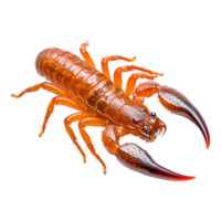 Detailed Close-Up of an Orange Scorpion with Sharp Claws png