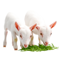 Two Adorable Young Goats Grazing on Fresh Green Grass in Farmyard png