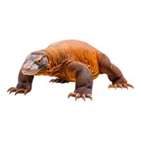 Close-Up of an Intriguing Reptile with Orange and Brown Patterns png