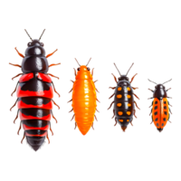 Colorful Insects Displaying Unique Patterns and Textures in Detail png