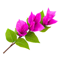 beschwingt hell Rosa Bougainvillea Blume gegen Grün Blätter png