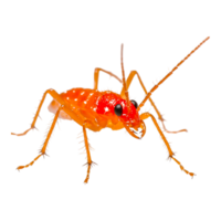 Bright Orange Insect with Detailed Texture png
