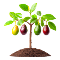 Avocado Tree with Ripe and Unripe Avocados on a Soil Base png