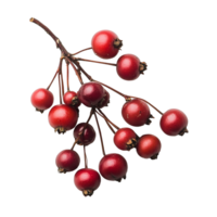 Vibrant Red Berries of Hawthorn Tree Closeup png