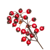 Cluster of Red Hawthorn Berries with Leaves png