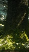 Old trees with lichen and moss in green forest video