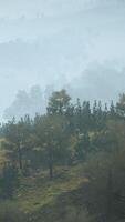 trees on meadow between hillsides with forest in fog video