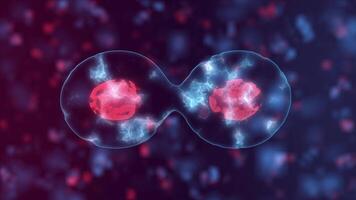 3D Animation of Cell division under a microscope. Dividing and Multiplying Cells. Cell mitosis concept. Inside Human Body Animated. video
