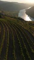 Vineyards and Green Terraces of Douro Valley and Douro River on Sunny Morning. Portugal. Aerial Drone Shot. Moving Backwards, Tilt Up. Vertical video