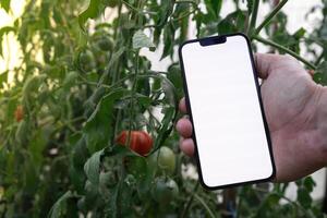 Artificial intelligent management system in farm. Smart gardening at home. Empty white screen mobile phone sample. Futuristic ai technologies in farming agriculture. photo