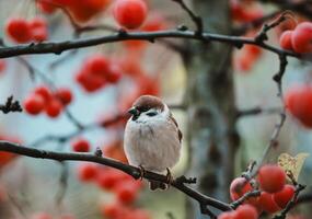 Eurasian Tree Sparrow on Branch with Red Berries photo