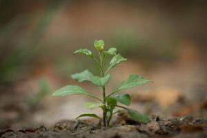 Young plant sprouting on cracked dry soil, symbolizing resilience. photo