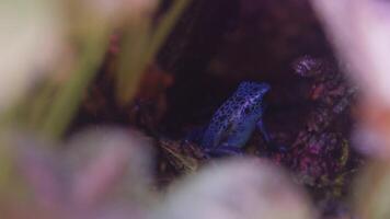 A Dendrobates azureus is hiding in the damp undergrowth video