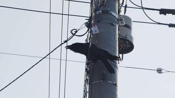 A Crow perched on power line cawing video