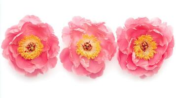 Vibrant pink peonies arranged in a row showcasing their delicate petals and bright yellow centers during springtime bloom photo