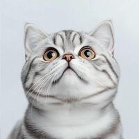 Cute gray cat with large expressive eyes looking upwards in a neutral background photo