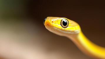 Bright yellow snake features intricate patterns and sharp eyes in a natural habitat setting photo