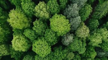 Lush green treetops create a vibrant canopy in a dense forest during the late afternoon hours photo