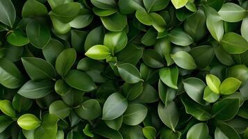 Lush green leaves create a vibrant natural tapestry in a serene indoor setting filled with life photo