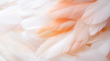 Soft white and peach feathers gently layered together creating a delicate texture for a tranquil atmosphere photo