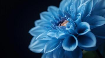 Blue dahlia bloom displays vibrant petals against a dark background in close-up view photo