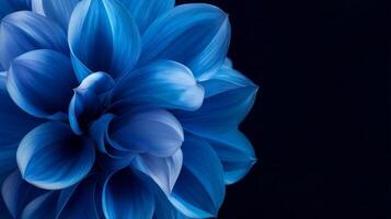 Vibrant blue flower blooming against a dark background showcasing intricate petal details and rich color depth photo