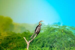 Oriental Darter - The Snakebird of Serene Waters photo