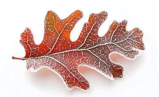 A Single Frosted Oak Leaf Isolated on a White Background photo