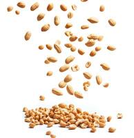 Shelled Peanuts Falling and Scattered on White Background photo
