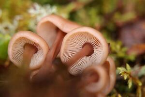 Bunch of the edible mushroom Collybia acervata, seen from below photo