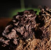 Unusual shot of Thelephora fungus with light from the side and green gleam photo