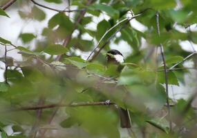 Great tit Parus major sitting in birch photo
