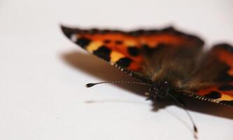 Close up of small turtoiseshell Aglais urticae with antenna in focus photo