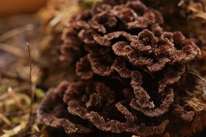 Macro of the brown fruit body of Thelephora species photo